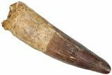 Fossil Spinosaurus Tooth - Real Dinosaur Tooth #310159-1